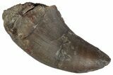 Serrated Megalosaurid (Marshosaurus) Tooth - Colorado #261681-1